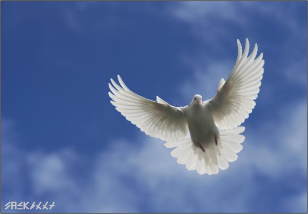 Стая белых птиц в небе