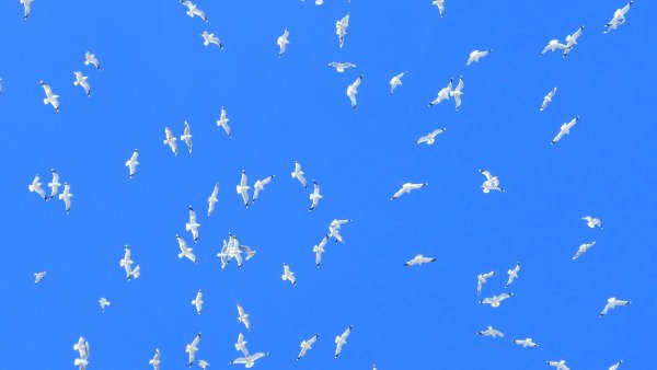 Палома белая Голубка