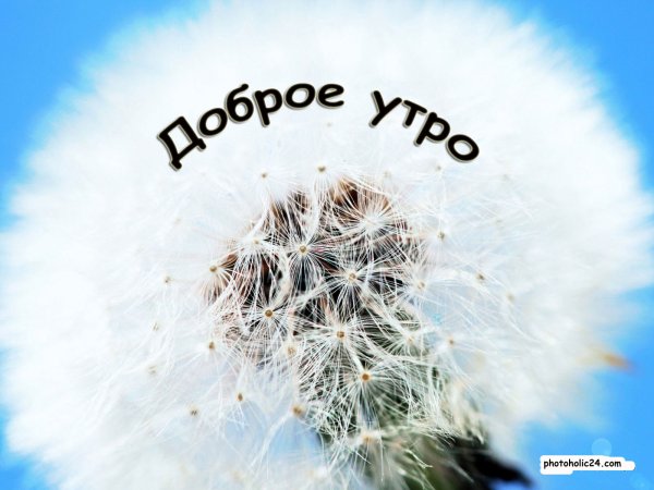 Доброе утро одуванчики