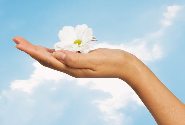 Белый цветок в ладонях