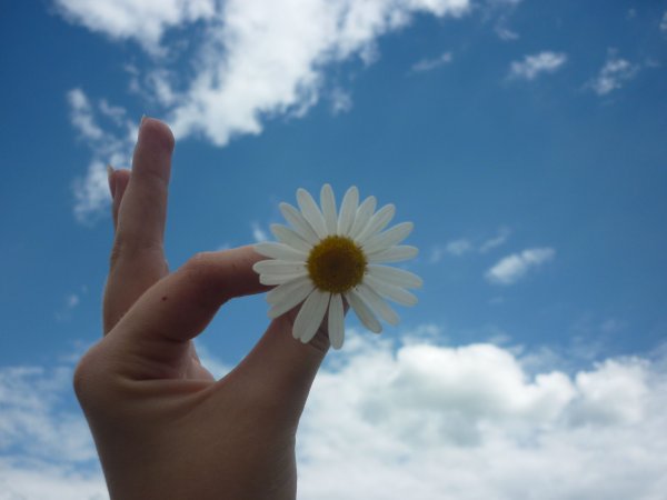Ромашка в руке на фоне неба