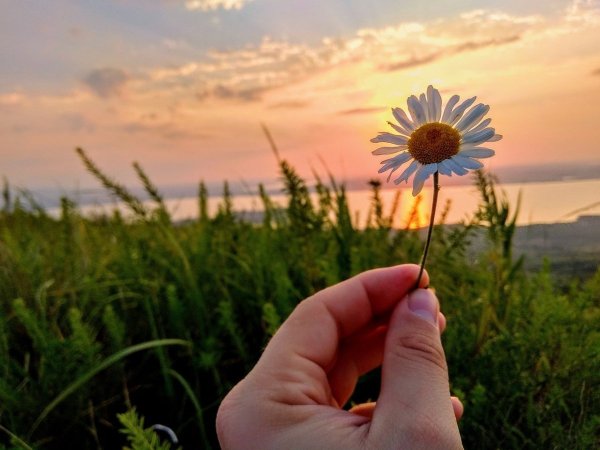 Ромашки в руках