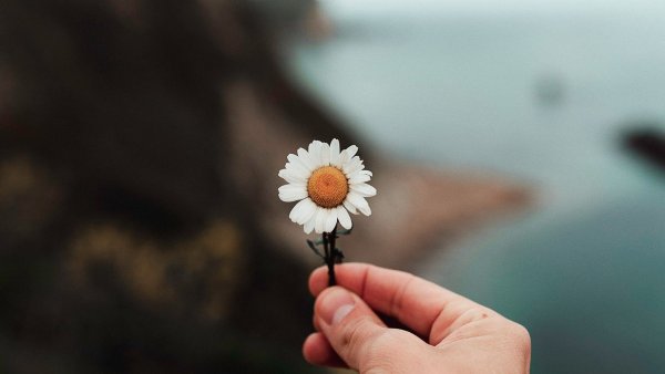 Ромашки в руках