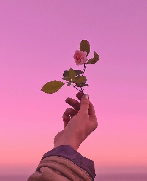 Цветы Эстетика