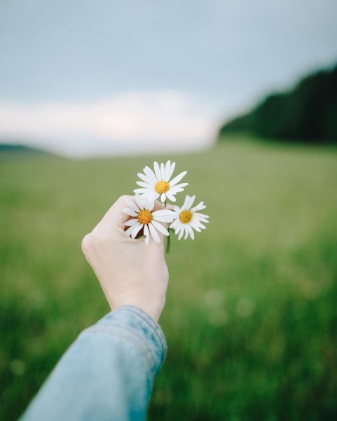 Иван-чай узколистный