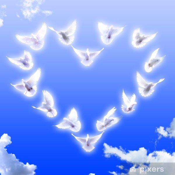 Голуби в виде сердца