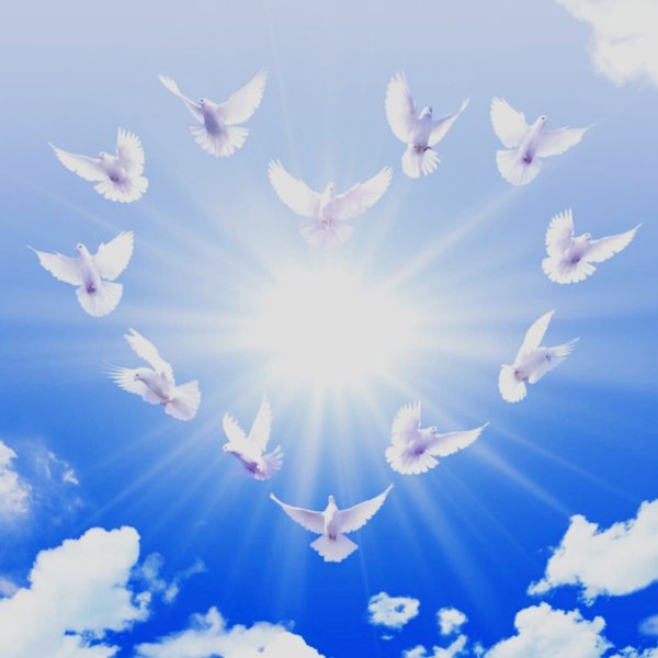 Голубь мира в небе