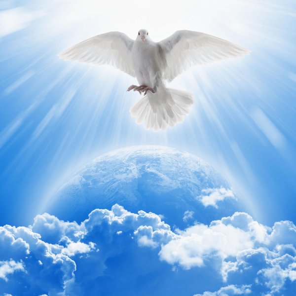 Белый голубь над планетой