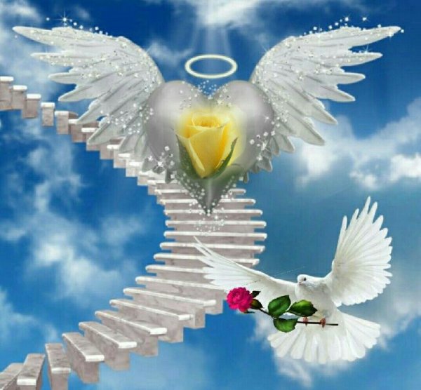 Сердце голубя