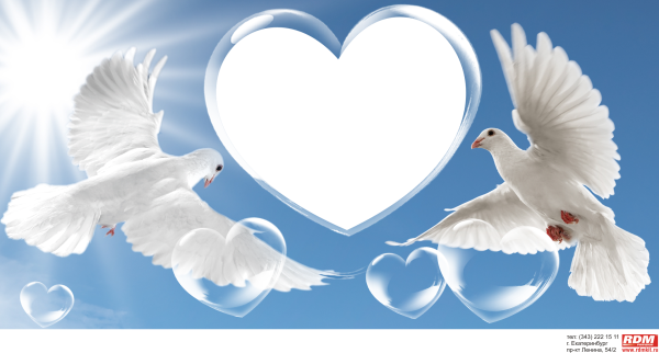 Красивые белые голуби в небе