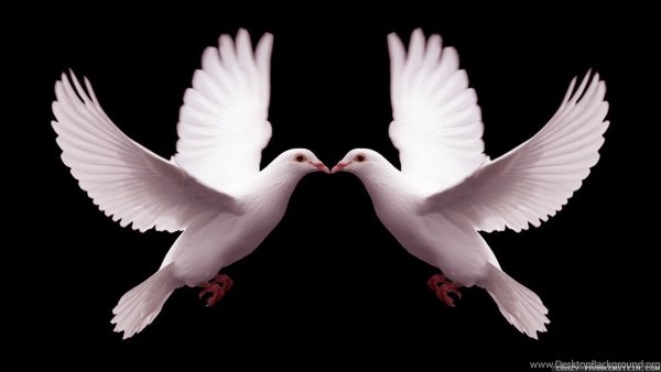 Птица голубь в небе