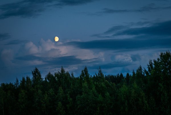 Сказочные звезды