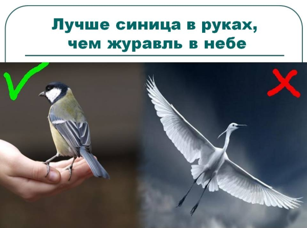 Лучше синица в руках