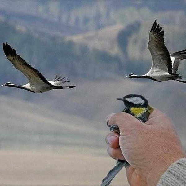 Синица в руках или журавль в небе