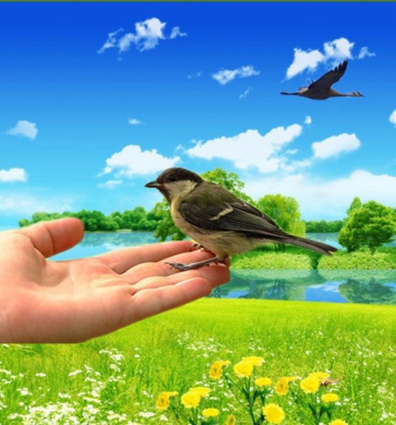 Лучше синица в руках чем журавль в небе