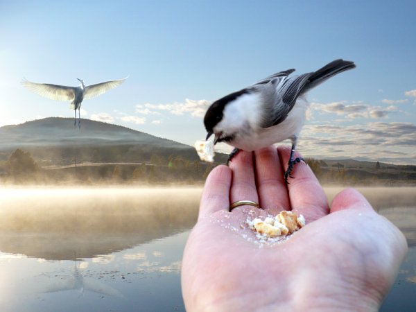 Лучше смнийа в руках чем журавль в не