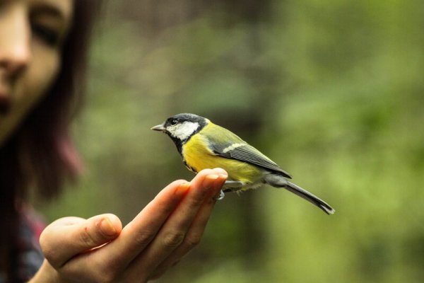 Раскраска синица в руках