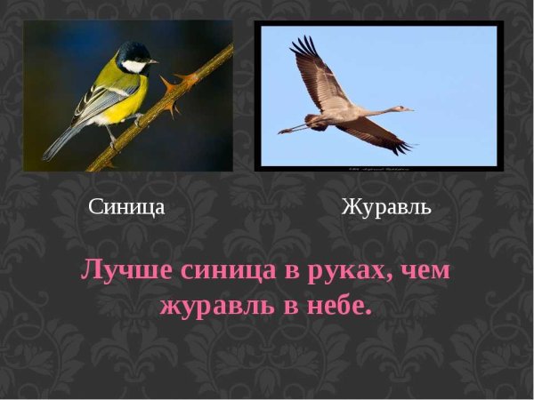 Синица в руках журавль в небе
