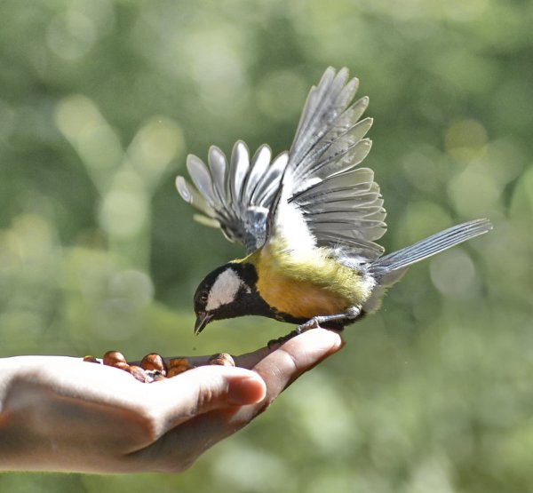 Синица в руках журавль в небе