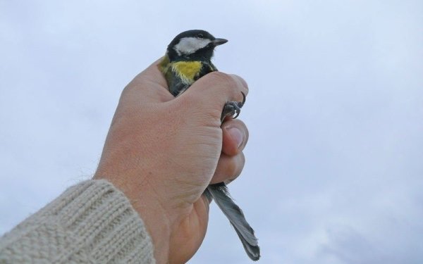 Синица в руках лучше журавля в небе