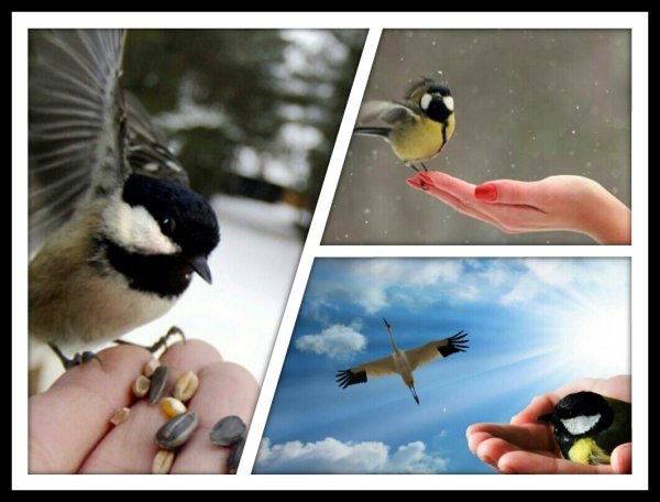 Синица в кулаке