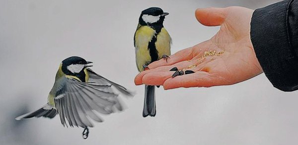 Лучше синица в руках чем