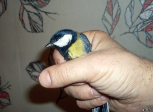 Птичка на руке