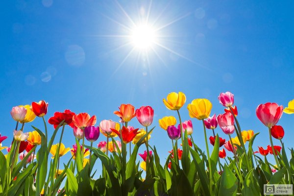 Тюльпаны на фоне голубого неба