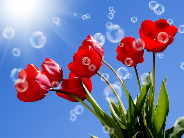 Тюльпаны обои