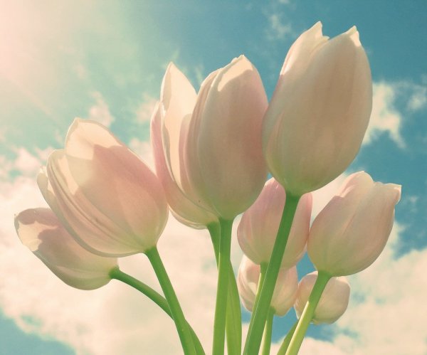 Нежные белые тюльпаны