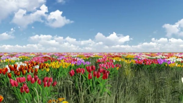 Поле тюльпанов на фоне неба