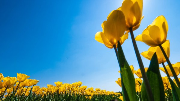 Тюльпаны обои на телефон HD