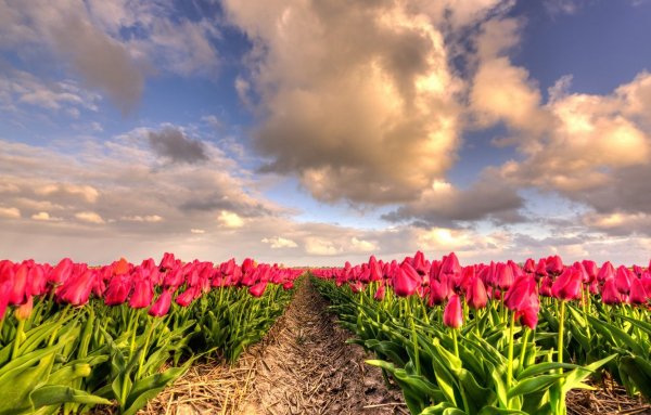 Солнечные тюльпаны