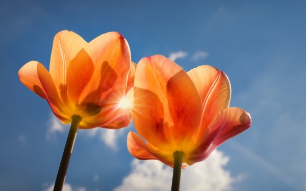 Тюльпаны на закате