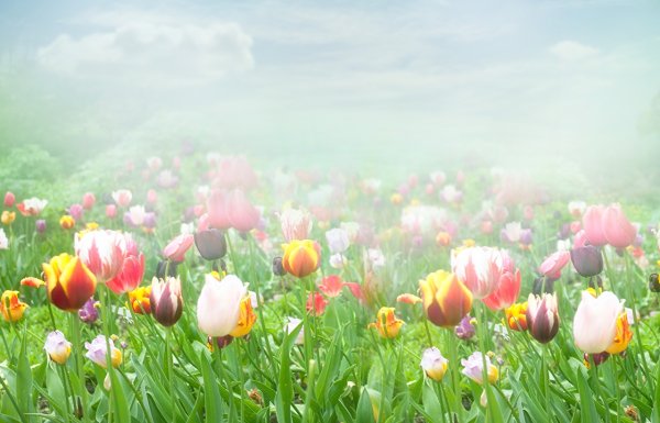 Поле цветов