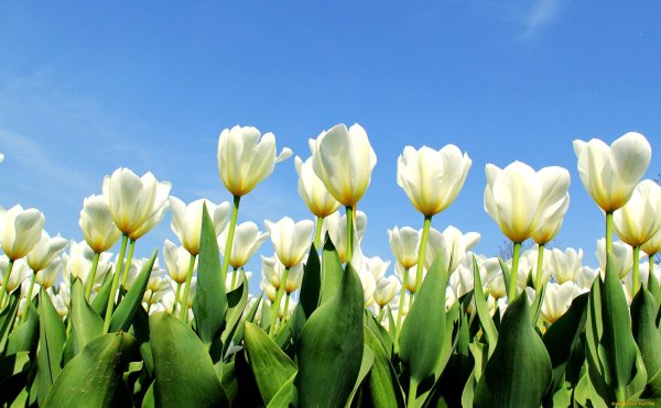 Цветы на фоне солнца