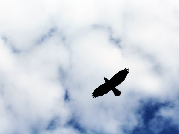 Птица летит