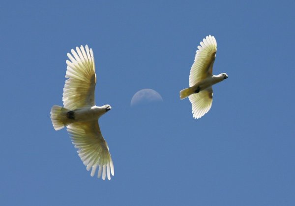 У летающие две птицы