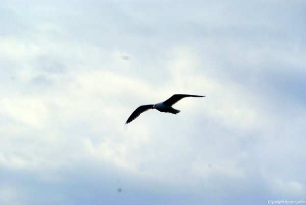 Птица летит