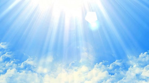 Цветы на фоне солнца