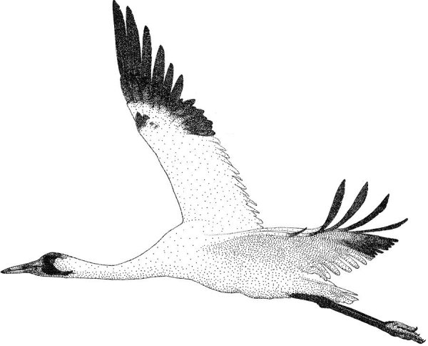 Журавль раскраска