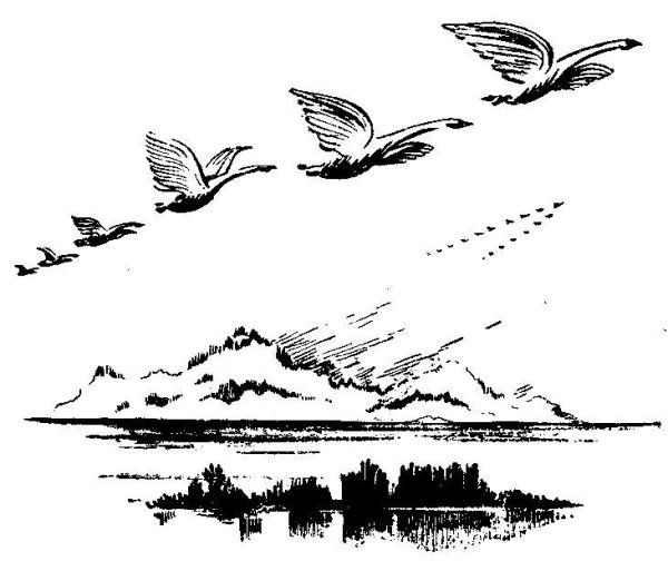 Калиф Аист раскраска