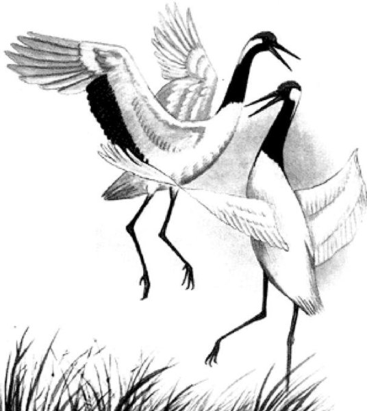 Раскраска птенцы Цапли