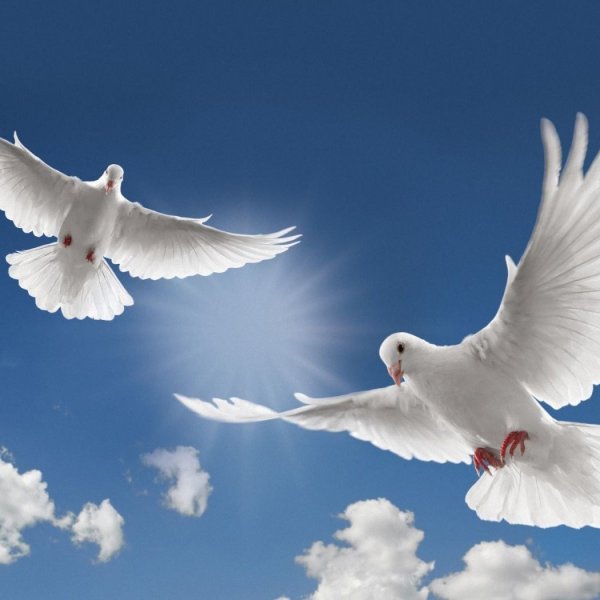 Мирного неба над головой