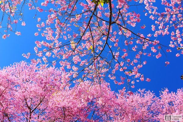 Сакура на фоне голубого неба