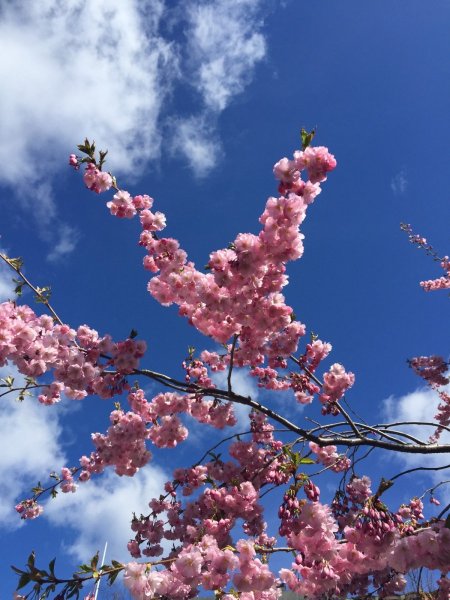 Цветы Сакуры