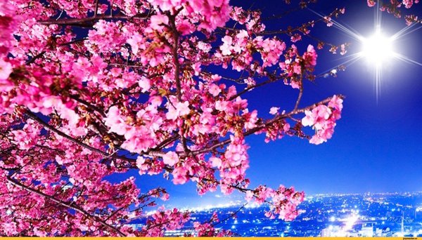 Обои на рабочий стол Сакура