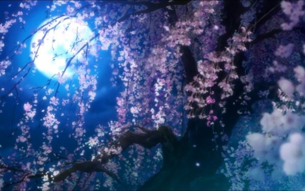 Сиреневая Сакура