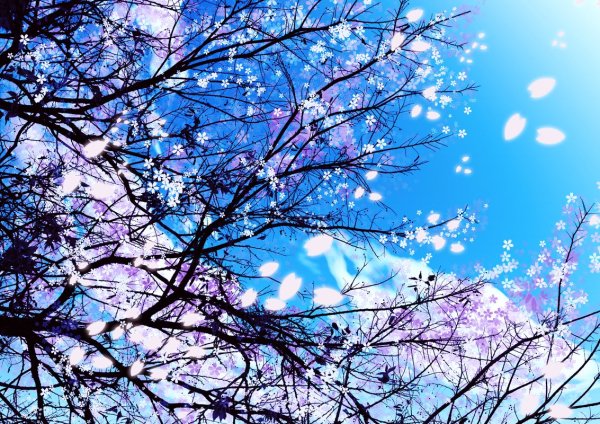 Цветущая вишня на фоне неба