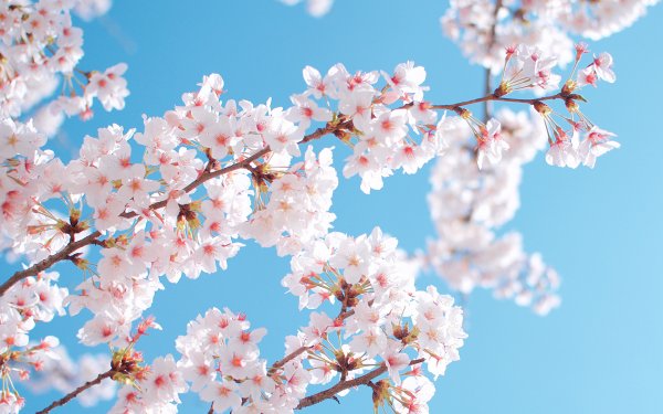 Сакура дерево